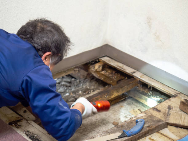 Best Mold Removal Company Near Me  in Hansville, WA