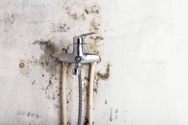 Best Certified Mold Removal  in Hansville, WA