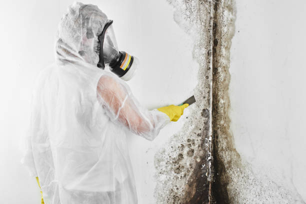 Best Office Mold Removal Services  in Hansville, WA