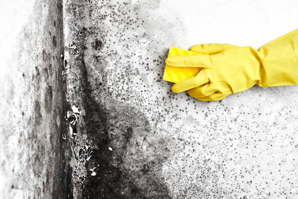 Best Local Mold Removal Service  in Hansville, WA