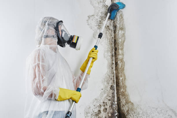 Best Mold Cleaning Services  in Hansville, WA