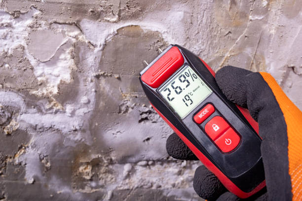 Best Residential Mold Removal  in Hansville, WA