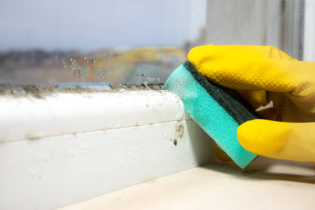 Certified Mold Removal in Hansville, WA