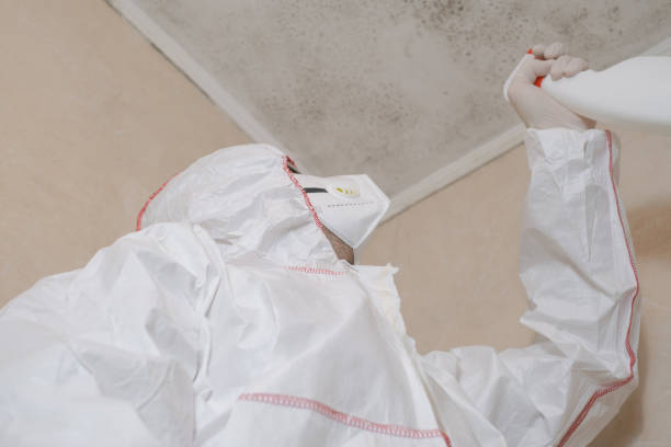 Best Mold Removal Specialists  in Hansville, WA
