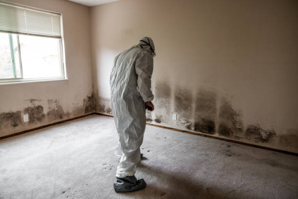 Best Crawl Space Mold Removal  in Hansville, WA