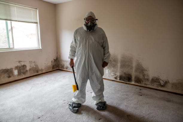 Best Fast Mold Removal  in Hansville, WA
