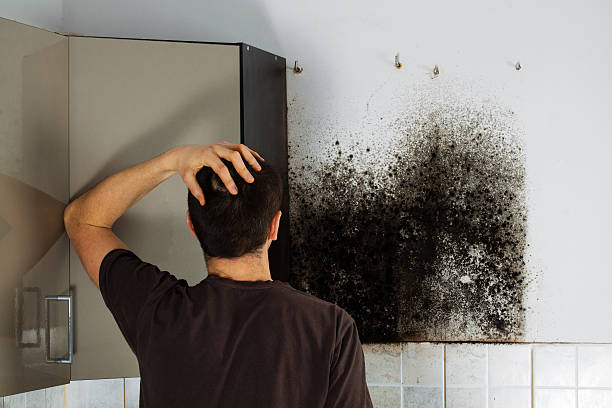 Best Toxic Mold Removal  in Hansville, WA