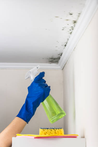 Best Affordable Mold Removal  in Hansville, WA